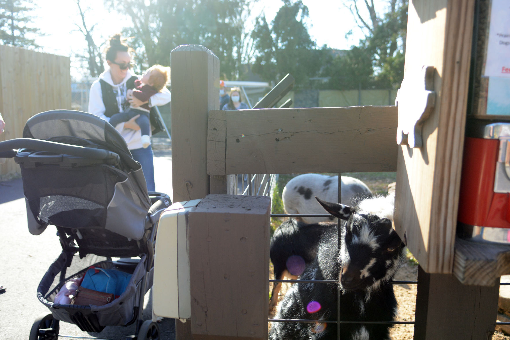 Scenes from Baraboo's Ochsner Park Zoo, Nov. 7, 2020